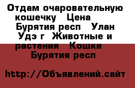 Отдам очаровательную кошечку › Цена ­ 10 - Бурятия респ., Улан-Удэ г. Животные и растения » Кошки   . Бурятия респ.